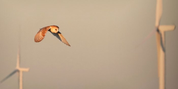 Owl wind farm